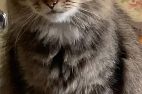 Потерянные животные Санкт-Петербург, фото: Пропал кот Бусик! Народная 9, СПб