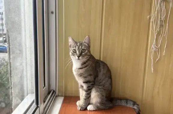 Потерянные животные Тверь, фото: Пропала кошка: Ногина, 10к2, Тверь