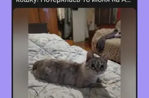 Пропала кошка: Победы, Гидростроителей, 4