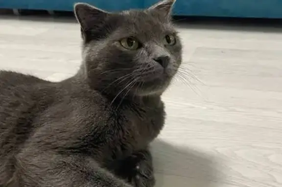 Найдена кошка: Севастопольская, 35