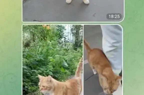 Найден рыжий кот, Братская ул., Мск
