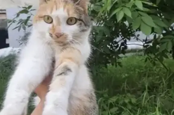 Найдена кошка: ул. Дзержинского, 36, Якутск