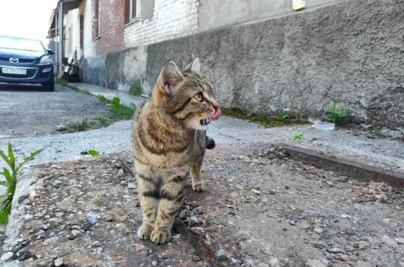 Найдена кошка, Большевистская 177к6
