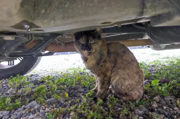 Найдена кошка: Байкальский пер., 3
