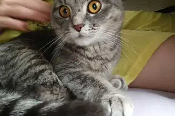 Найдена кошка в Иркутске, серая, ласковая