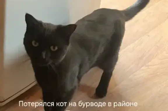 Пропала черная кошка, ул. Толстихина
