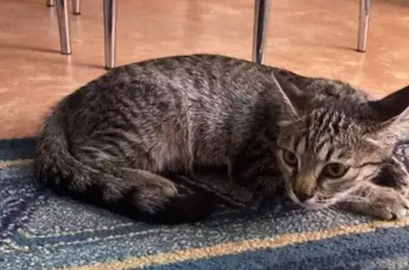 Найдена кошка, Красноярск, фото: Найдена кошка: Ярыгинская наб., 13А