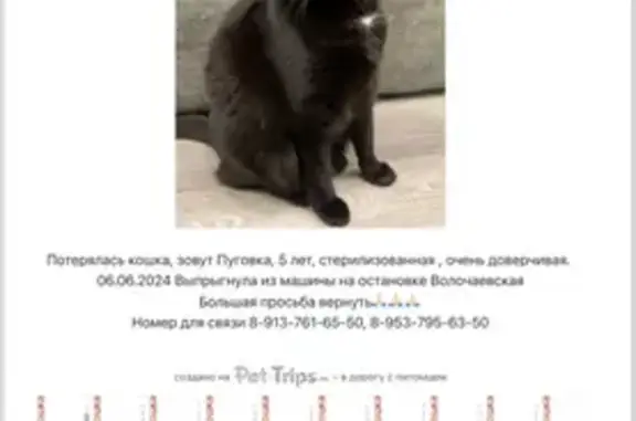 Пропала кошка: Дзержинского, 71А