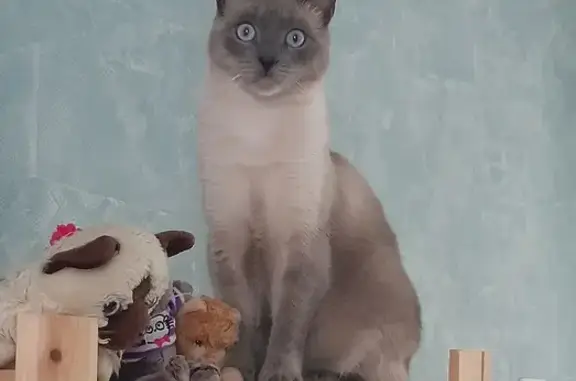 Пропал серый кот, Парковая, В. Новгород