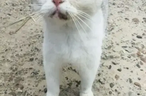 Найдена кошка: Расковой, 25, Ульяновск