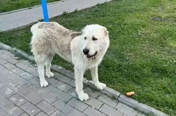 Найдена собака, Усть-Славянка, Питер