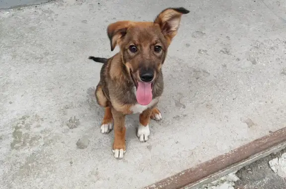 Найден щенок: Братиславская ул., 13