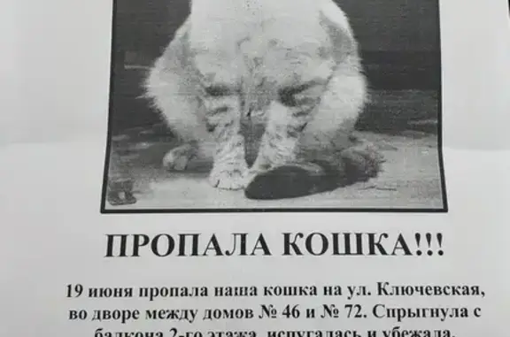 Пропала кошка: Ключевская ул., 46