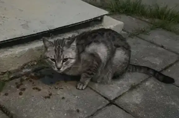 Найдена кошка: Рогожский Вал, 13 к2