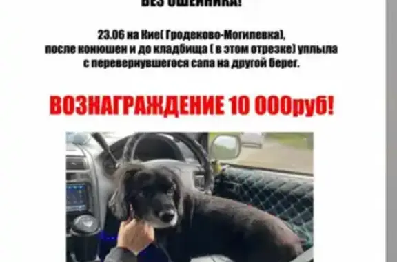 Пропала собака Сюси, Могилевское