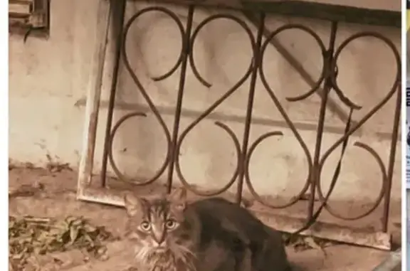 Пропала кошка: Тверская ул., 39