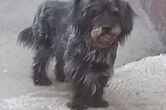 Пропала собака на ул. Чехова, Новошахтинск
