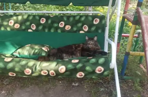 Объявления о пропавших и найденных животных, Орехово-Зуевский городской округ, фото: Пропал Мейн-Кун, Московская обл.