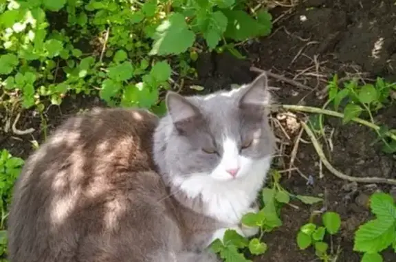 Пропала кошка в Кохме, Ивановская