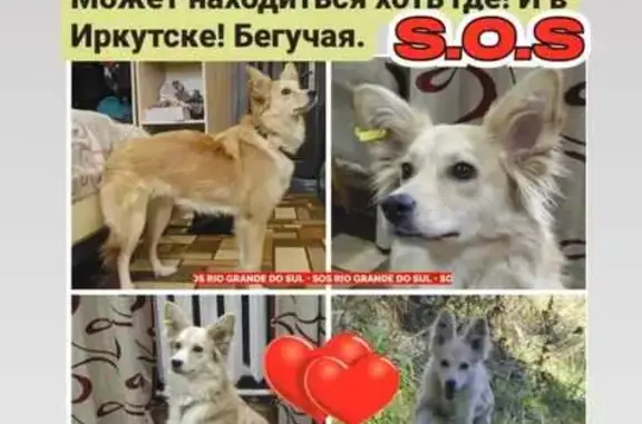 Пропала собака Майя, Иркутск