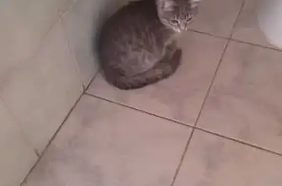 Найдена кошка: Юных Ленинцев, 26