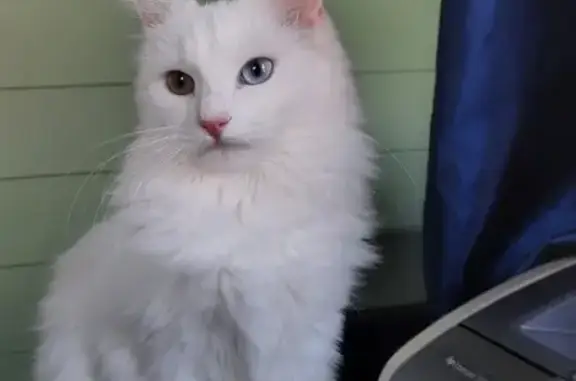 Пропала белая кошка в Палкино
