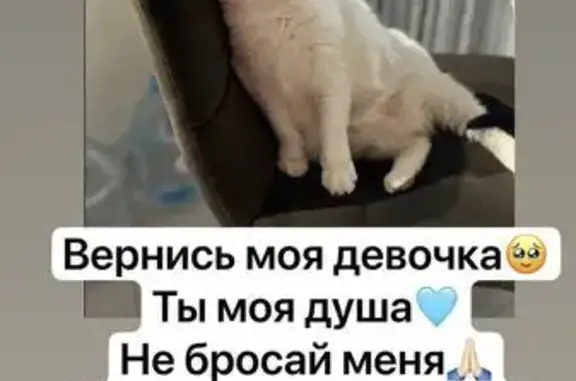 Пропала кошка, Орехово-Зуево