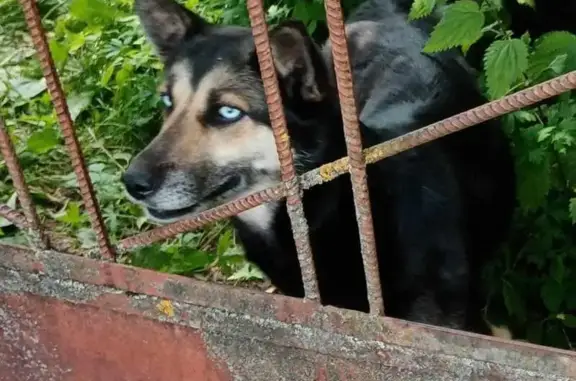 Найдена собака у Шереметьево, Химки