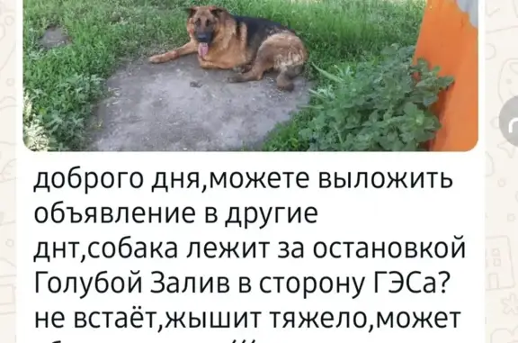 Найдена собака: Краснообск-ГЭС, Ленинское