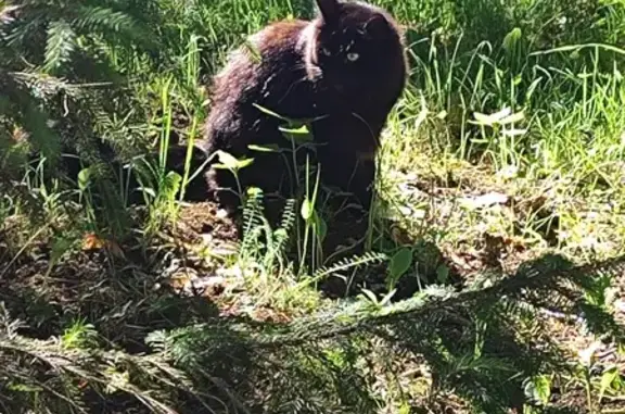 Чёрный кот найден - ЛЭТИ, СПб
