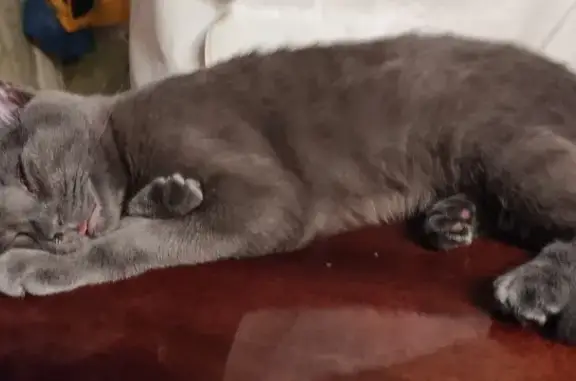 Потерянные животные Тверь, фото: Пропала кошка: Горького, 93/4, Тверь