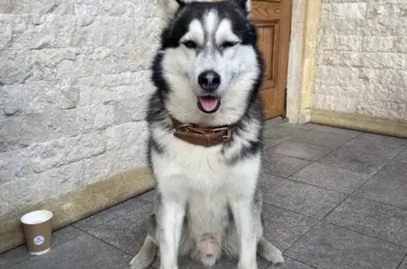 Найдена собака хаски у Lavburger, Москва