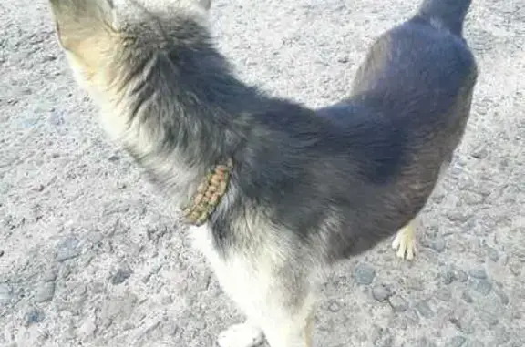 Найдена собака, , фото: Найдена собака, 46К-5380, Моск. обл.