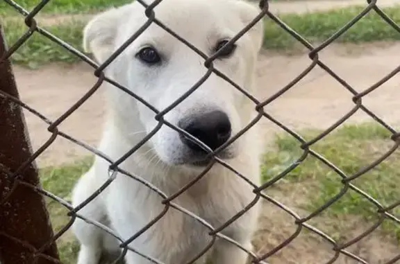 Найдена собака, Никольское, фото: Найдена собака в Никольском, Татарстан