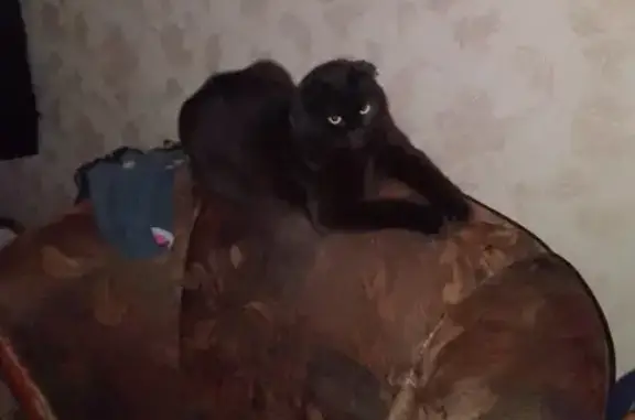 Пропавший черный кот: Донской проезд, 6Б