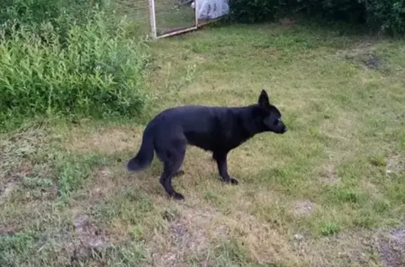 Найдена глухая собака, Каменск-Уральский