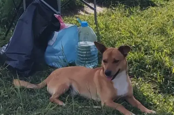 Пропала собака: Дзержинского, 16, Брянск