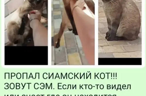 Пропал кот Сэм: Гусева, 12, Севастополь