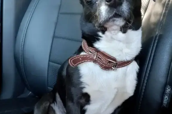 Найдена собака, Великий Новгород, фото: Найден терьер: Большая СПб, 130