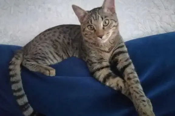 Пропала кошка: Сущинского, 17, Саранск