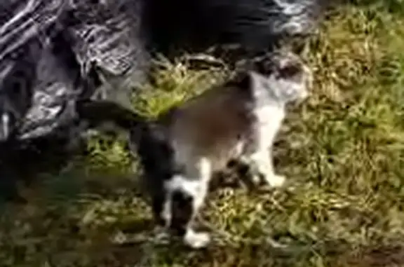 Кошки потеряшки, Каринское, фото: Потеряшка котик: Дачная ул., 4