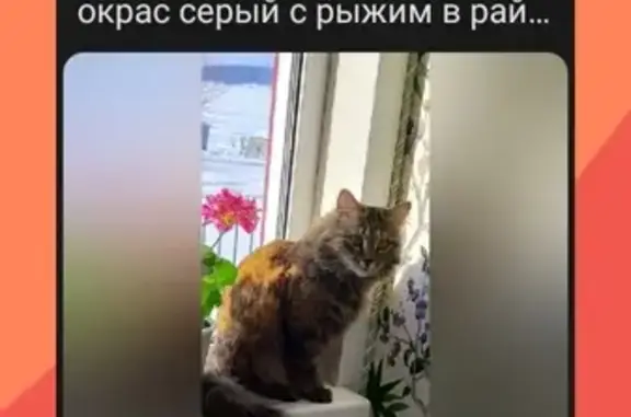 Пропала кошка: Октябрьский пер., 2