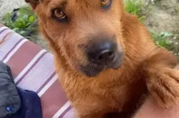 Пропала собака в Чехове, Офта