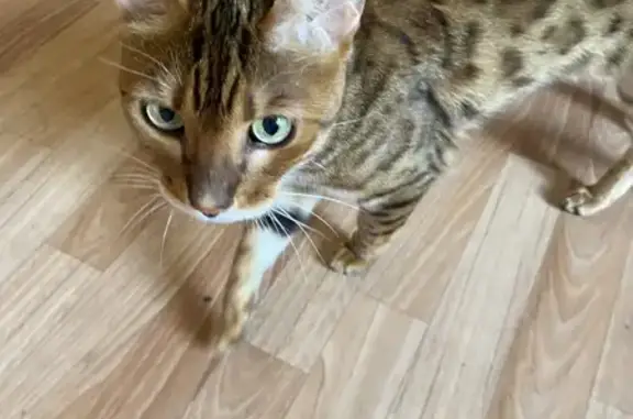 Найденные животные Нижневартовск, фото: Найден бенгал в Сургуте, ул. Островского