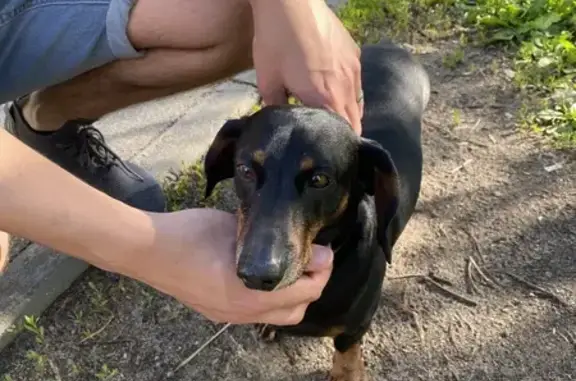 Найдена собака в Богданихском