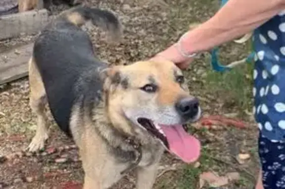 Пропала собака: Городок 11а, Челябинск