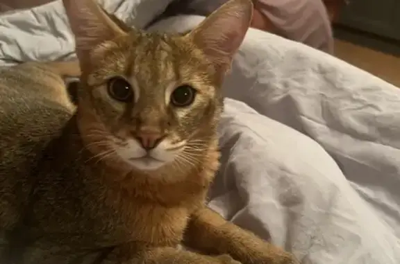Пропала кошка Чаузи в Бузулуке
