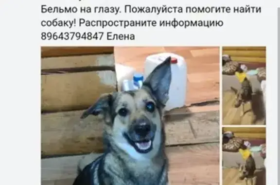 Пропала собака Нюша: Оборонная, Фёдоровское