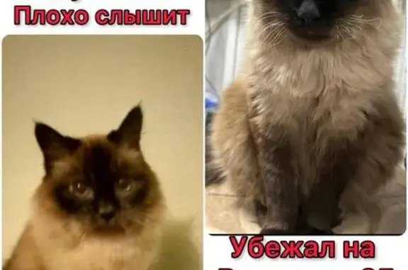 Пропала кошка: Вильямса, 35, Пермь