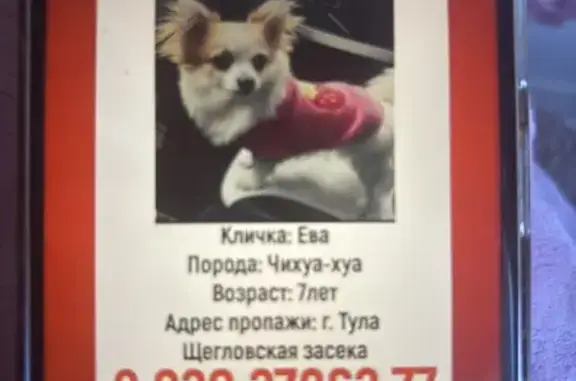 Пропала собака: Щегловская Засека, Тула